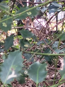 Die Feuerwehr Bochum hat ein Reh aus einem Gartenzaun befreit. - &copy; -/Feuerwehr Bochum/dpa