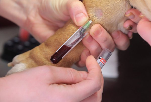 Routine-Check beim Tierarzt - © Foto: Jens Wolf/dpa