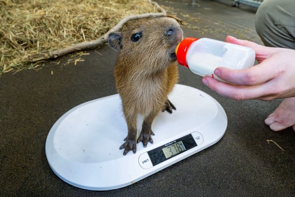 Wächst und gedeiht dank Flaschenaufzucht: Das Capybara-Jungtier Juna verlor bei der Geburt seine Mutter - © Stadt Dortmund/dpa