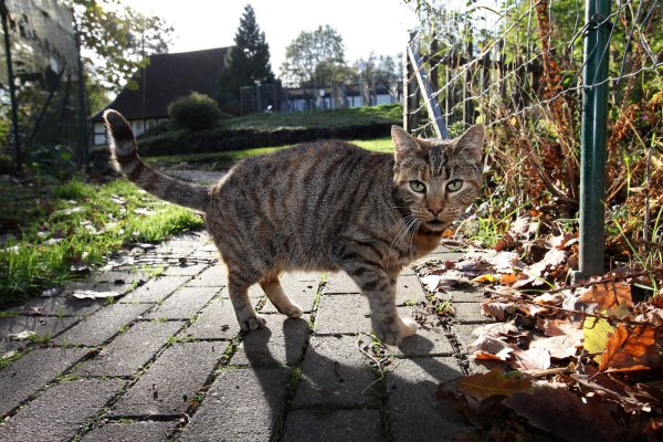 Eine Katze tummelt sich vor dem Tierheim in Detmold. Die Mitarbeiter dort sind schockiert über die Folter, die einem Tier aus Lemgo angetan wurde. - © Archivfoto: Bernhard Preuß
