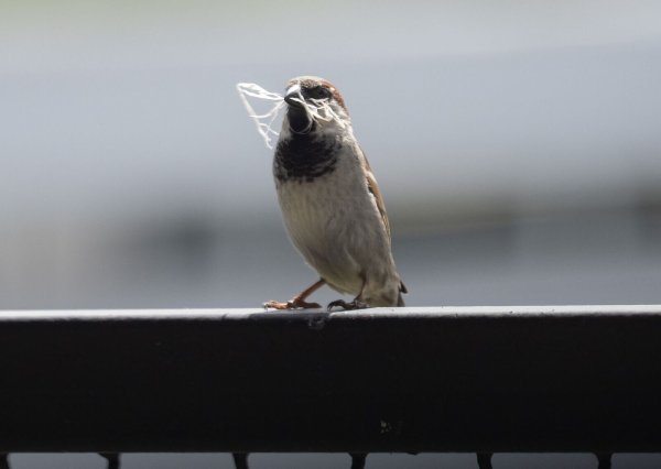 In manchen Städten ist der Spatz auf dem Rückzug. - © Soeren Stache/dpa-Zentralbild/dpa