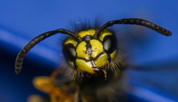 Eine Immuntherapie kann vor schweren allergischen Reaktionen auf Insektengift schützen. ( - © Hendrik Schmidt/dpa