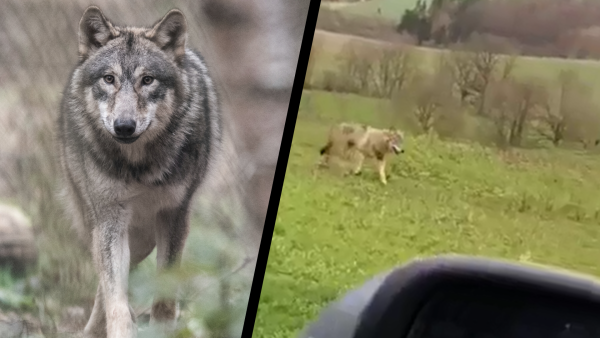 Die Handyaufnahmen (rechts) vom 11. Februar zeigten definitiv einen Wolf. - © Montage: Boris Roessler/dpa/Screenshot:Video