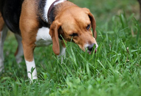 Hund beim Grasfressen - © Foto: Jan Woitas