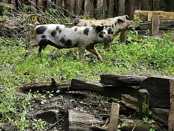 Die D&uuml;ppeler Weideschweine sind zwar keine R&uuml;ckz&uuml;chtung, haben aber &Auml;hnlichkeit mit mittelalterlichen Schweinen. - &copy; Karl Banghard