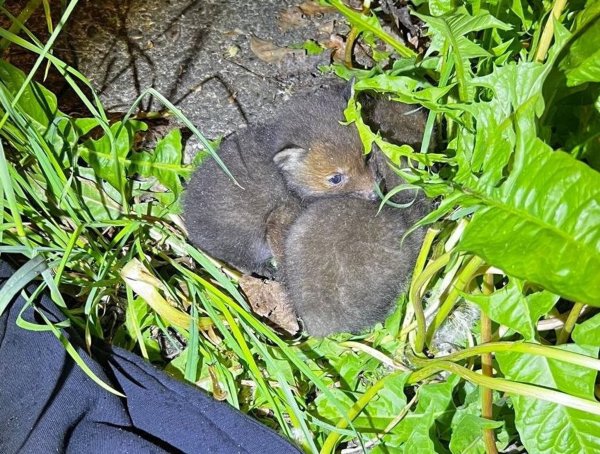 Zwei verwaiste Fuchsbabys liegen aneinander gekuschelt. - © Polizei Düsseldorf/dpa