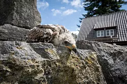Gerade sechs Wochen alt: Das kleine Rotmilan-K&uuml;ken ist vor der Kamera noch etwas sch&uuml;chtern. - &copy; Torben Gocke