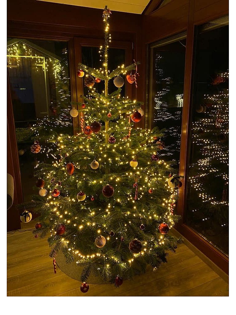 Weihnachtsbäume in Lippe