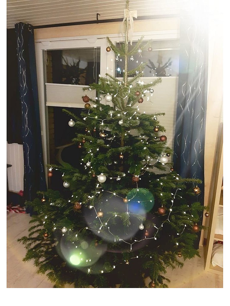 Weihnachtsbäume in Lippe