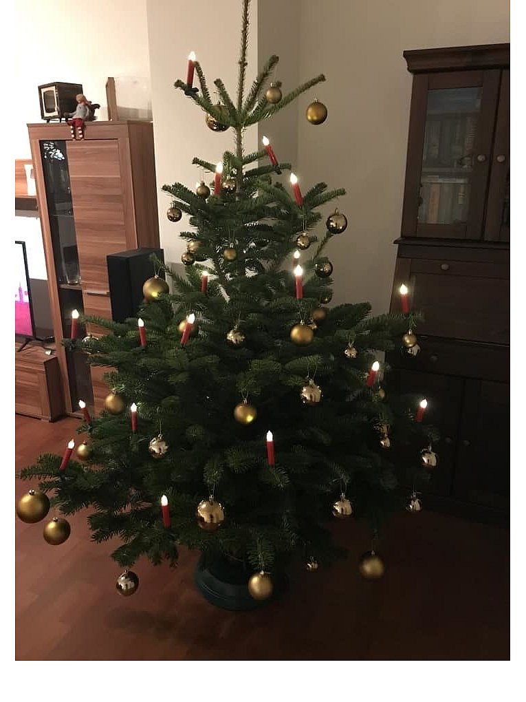 Weihnachtsbäume in Lippe