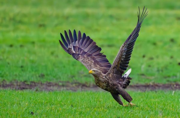 In Duisburg hat ein Seeadler-Paar Nachwuchs bekommen. (Archivbild) - © Patrick Pleul/dpa