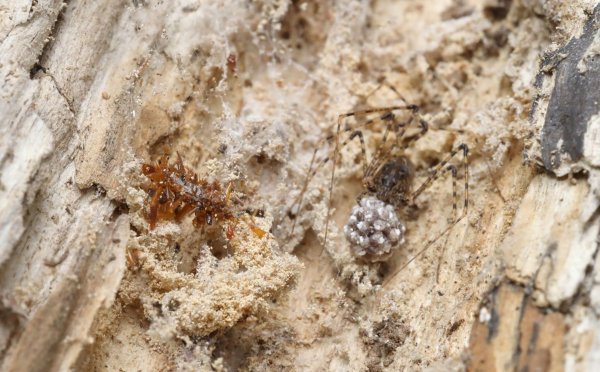 Die Knochensammler-Raupe lebt ausschließlich in Spinnennetzen und tarnt sich, um nicht von ihrem ahnungslosen Spinnenwirt entdeckt zu werden. - © Rubinoff Lab, Entomology Section/University of Hawaii, Manoa/dpa