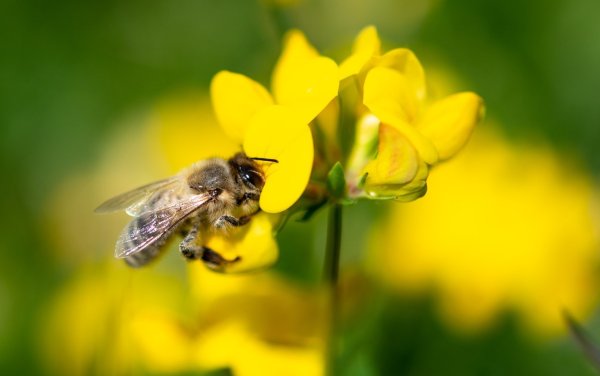 Insektenschwund - © Foto: Fabian Sommer/dpa
