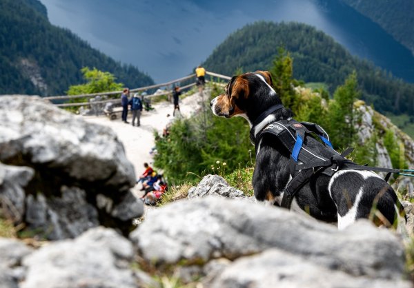 Wer mit seinem Hund in den Alpen wandern geht, sollte auf Herden und Herdenschutzhunde achten: Direkte Begegnungen mit Kühen, Schafen oder Ziegen sind zu vermeiden, indem man markierte Wege nicht verlässt und den Hund an der kurzen Leine führt. - © Benjamin Nolte/dpa-tmn