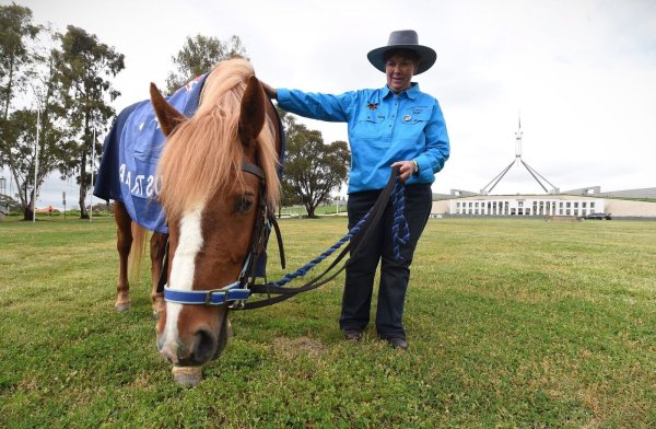 Die Zahl der «Brumbies» soll drastisch reduziert werden. (Archivbild) - © picture alliance / dpa