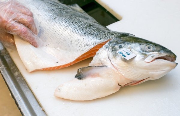 Lachs - © Foto: Karolin Krämer