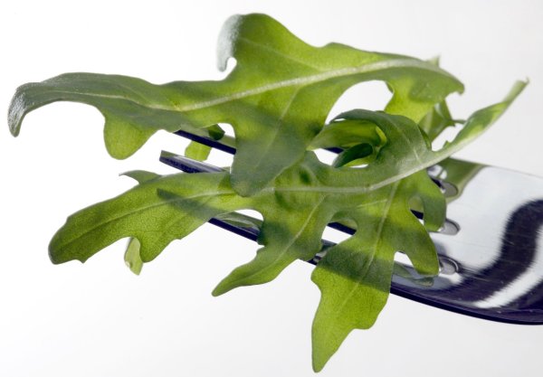 In Österreich wurde das Bakterium Salmonella Umbilo in Proben von Rucola aus Italien nachgewiesen. (Archivbild) - © picture alliance / dpa