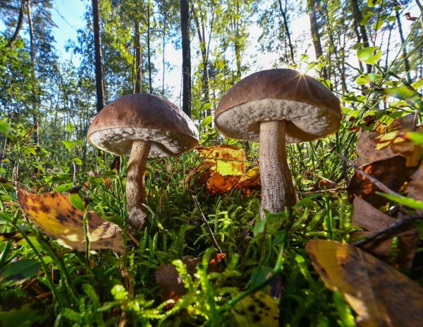 Viele Waldpilze lassen sich nicht künstlich aufziehen, einige Pilzsorten kann man aber durchaus im Haus oder Garten anzüchten. - © Patrick Pleul/dpa/dpa-tmn