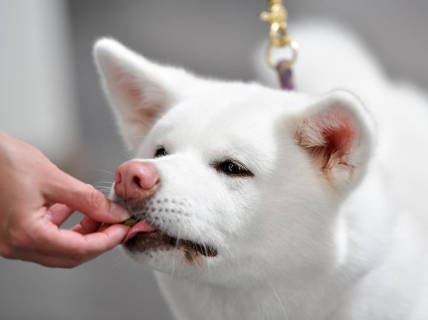Stiftung Warentest hat 17 Hundesnacks getestet. Alle erhielten die Note «magelhaft». - © Kirsten Neumann/dpa-tmn