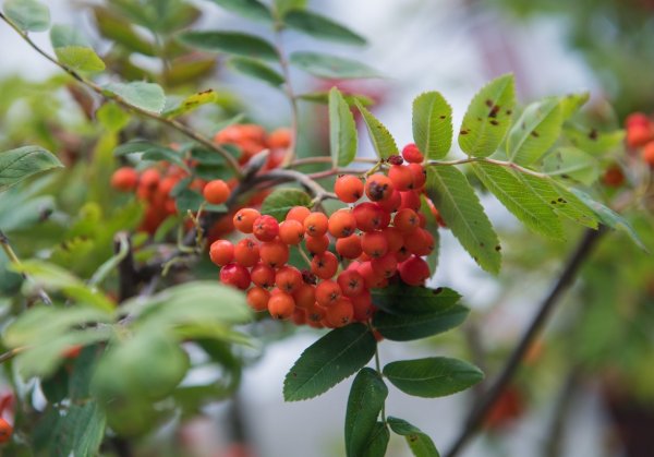 Vogelbeeren - © Foto: Andrea Warnecke/dpa-tmn