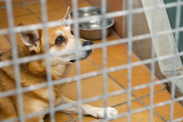 Hund im Tierheim - © Foto: Inga Kjer/dpa-tmn