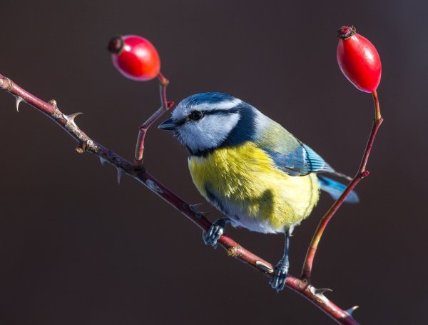 Blaumeise im Garten - © Foto: Patrick Pleul