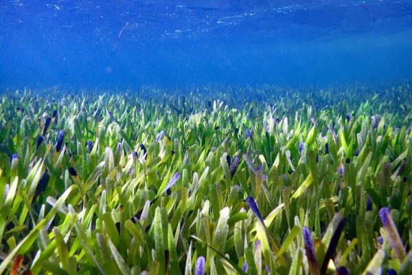 Seegrasteppich in Australien - © Foto: Rachel Austin/University of Western Australia/dpa