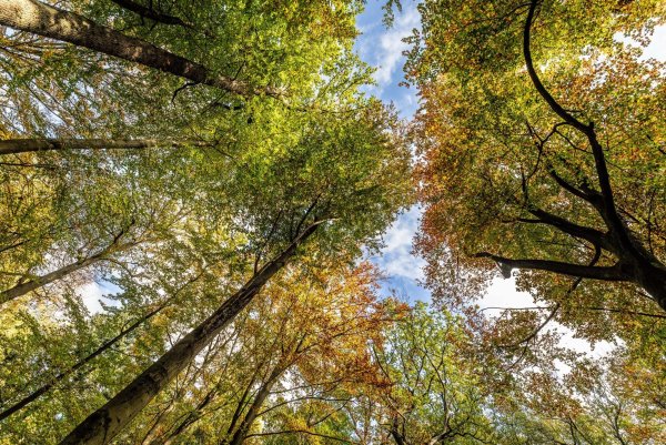 Mit einem «Waldpakt» verpflichten sich Politik, Forst-, Holzwirtschaft, Waldbesitzer und Umweltschützer, den Wald besser zu schützen und klimafester umzugestalten. (Archivbild) - © Dieter Menne/dpa