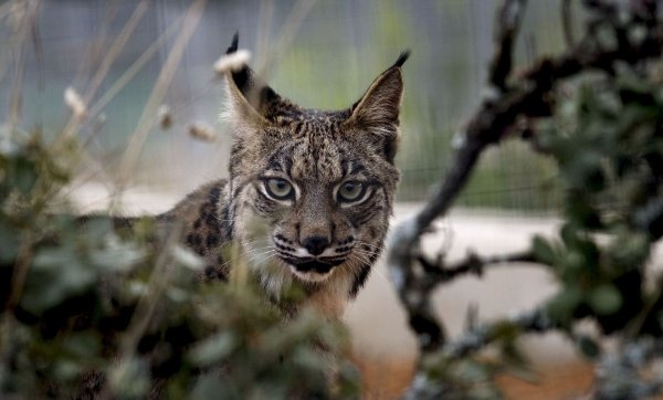 Der Pardelluchs konnte von der Weltnaturschutzunion von «stark gefährdet» auf «gefährdet» zurückgestuft werden. - © epa efe Jose Manuel Vidal/epa efe/dpa