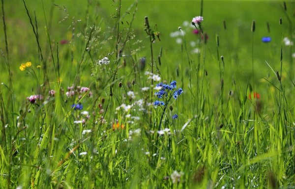 Akkurat war gestern. Ein bisschen Wildwuchs gefällt vor allem Insekten gut. - © Karl-Josef Hildenbrand/dpa-tmn