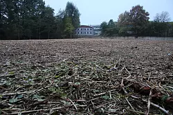 Wer von der Georg-Weerth-Straße aus über die alte Steinbrücke geht, die früher zum Freibad gehörte, hat jetzt einen freien Blick bis zum Leopoldinum. - © Jana Beckmann