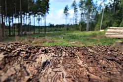 Hier hat der Borkenk&auml;fer zugeschlagen. - &copy; Greta Wiedemeier