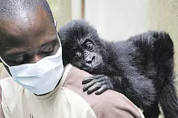 Vom Aussterben bedroht: Das Gorillam&auml;dchen Isangi mit ihrem Pfleger in der Senkwekwe-Gorillawaisenstation im Kongo. Auch der Bestand der Grauergorillas ist in Gefahr. - &copy; Molly Feltner