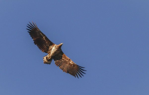 Ein Seeadler fliegt über dem Niederrhein. - © Maren Hachmeister/RVR/dpa
