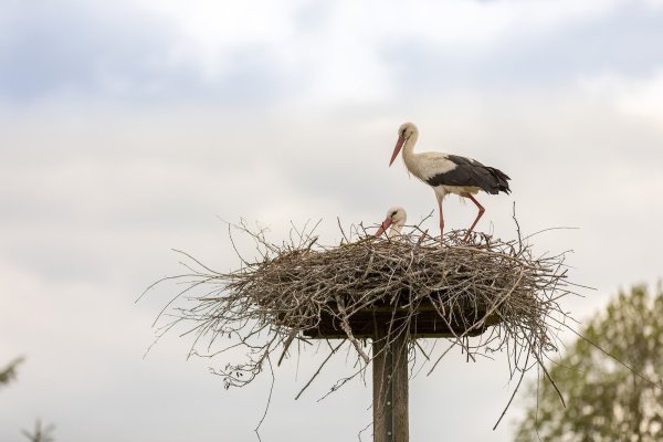 Ein schöner Anblick: Die Elbrinxer Störche haben gut zu tun. Seit Ende April ist der erste Nachwuchs geschlüpft. Nach vorsichtiger Schätzung seitens der Storchenstation sollen es in dieser Saison 20 Jungvögel sein. - © Torben Gocke