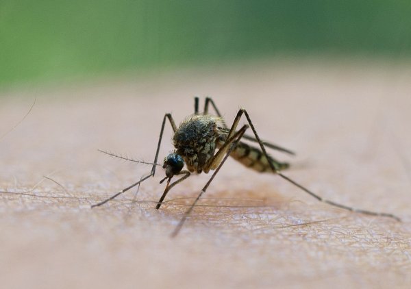 In Griechenland breitet sich das West-Nil-Virus aus. - © Patrick Pleul/dpa/dpa-tmn