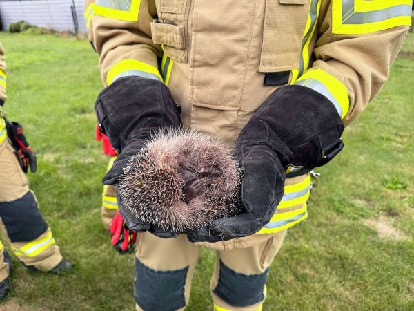 Entkräftet, aber in Sicherheit: Nach der Rettungsaktion kugelt sich der kleine Igel in den Händen eines Feuerwehrmanns ein. - © -/Feuerwehr Alpen/dpa