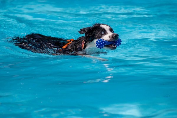 In zahlreichen Freibädern in NRW können Hunde zum Ende der Badesaison im Wasser schwimmen und planschen. (Archivfoto) - © Christoph Reichwein/dpa