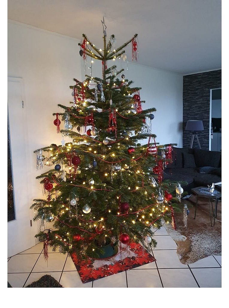 Weihnachtsbäume in Lippe