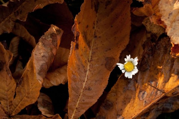 Darf im Garten gerne mal liegen bleiben: Herbstlaub bietet Pflanzen einen Schutzmantel für den Boden. - © Klaus-Dietmar Gabbert/dpa-tmn