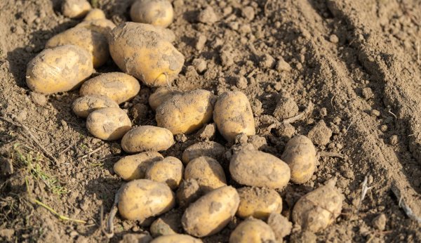 Verbraucher können laut Experten Ende September und Anfang Oktober besonders günstig Kartoffeln kaufen. - © Philipp Schulze/dpa