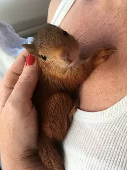 Happyend: Dieses Eichh&ouml;rnchen hat dank Stefanie Belkas Hilfe &uuml;berlebt. - &copy; Privat