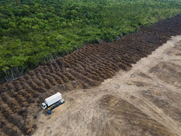 Durch das Gesetz soll die Abholzung des Regenwaldes etwa im Amazonas deutlich reduziert werden. (Symbolbild) - © Fernando Souza/ZUMA Press Wire/dpa