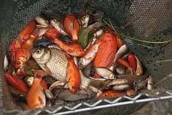 Die gefangenen Goldfische wurden als Tierfutter an einen Vogelpark abgegeben. - &copy; Biologische Station Lippe