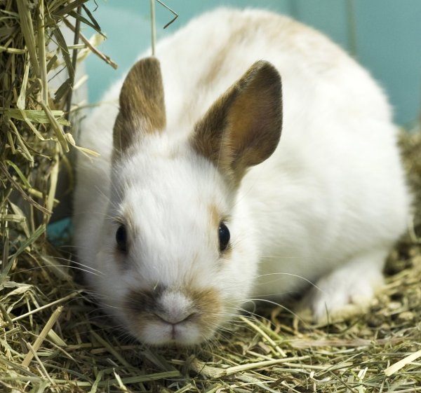 Heu gut für Kaninchen - © Foto: Jens Schierenbeck/dpa-tmn