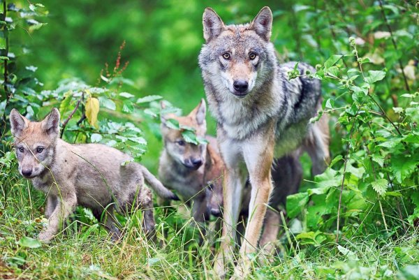 Das Land hat eine neue Förderrichtlinie zum Wolf verabschiedet. Dabei wurde unter anderem der Fördersatz von Präventionsmaßnahmen auf 100 Prozent erhöht. - © Sarah Jonek
