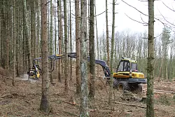 Dem Borkenk&auml;fer Herr werden: Aufgrund des Befalls m&uuml;ssen zahlreiche Finken im Forstrevier Nassesand gef&auml;llt werden.&nbsp; - &copy; Landesverband Lippe