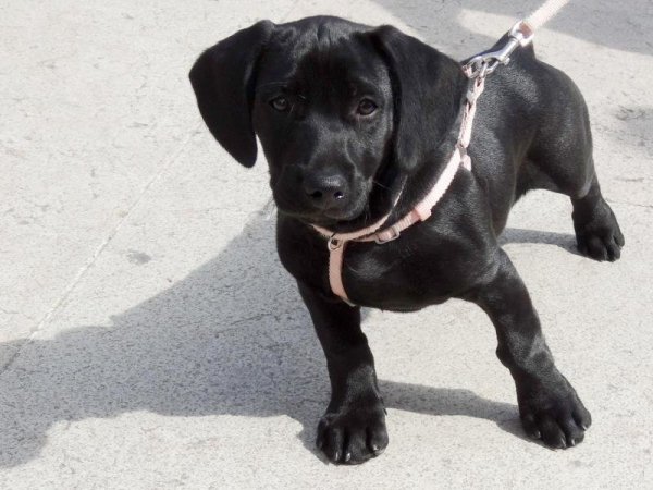 Labrador - © Foto: Andrea Warnecke/dpa-tmn