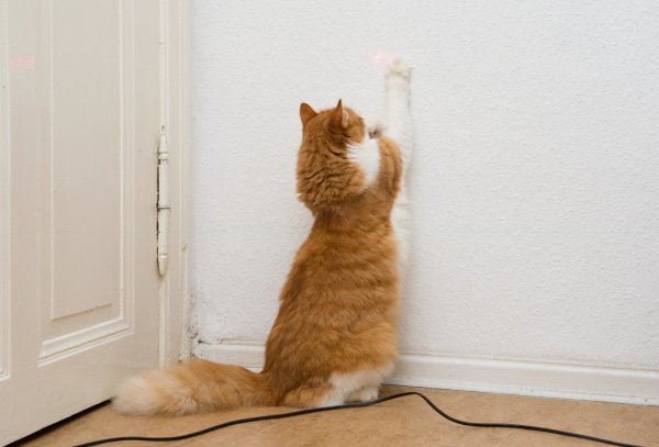 Laserpointer-Spiel - © Foto: Andrea Warnecke