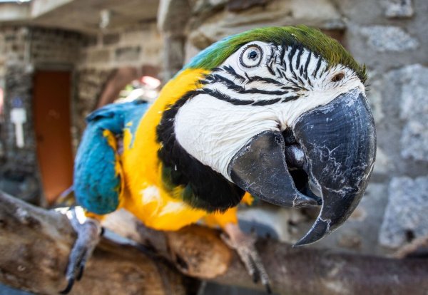 Der Vogel war seinem Besitzer entkommen und hatte Polizei und Feuerwehr in Atem gehalten. (Symbolbild) - © Frank Rumpenhorst/dpa